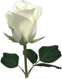 🌺 Blume, Rose, weiße Rose, Pflanze whatsapp sticker