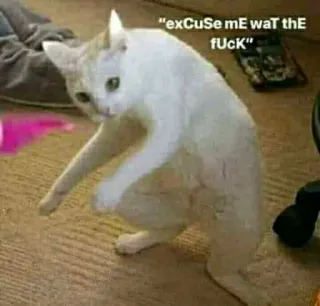 🤦‍♀ exCuSe mE wAt tHe fuCk gatto, divertente, meme, offensivo, animale telegram sticker