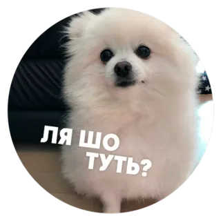 😳 ЛЯ ШО ТУТЬ? 犬, 白, 可愛い, 子犬, ふわふわ telegram sticker
