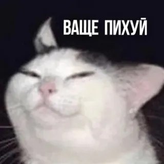 😌 ВАЩЕ ПИХУЙ แมว, หยาบคาย, ข้อความ, สัตว์, มีม, รัสเซีย telegram sticker