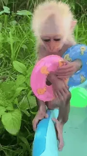 ๐ monkey, cute, baby, pool, float, animal telegram sticker