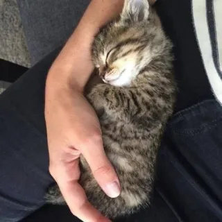 😼 котёнок, кошка, спящий, животное, домашнее животное, милый, домашнее животное telegram sticker
