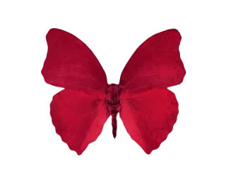 🦋 蝴蝶, 红色, 自然, 昆虫, 翅膀 telegram sticker