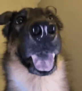 😶 perro, pastor alemán, mascota, animal, lindo, feliz, lengua telegram sticker