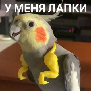 💅 У МЕНЯ ЛАПКИ นก, ค็อกกาเทล, ตลก, แขน, กล้ามเนื้อ telegram sticker