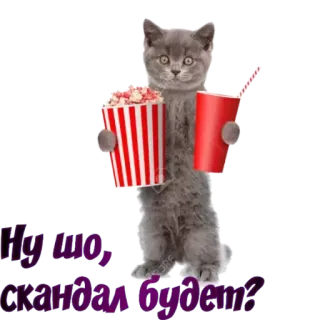 👀 Ну що, скандал будеш? gatto, popcorn, bevanda, film, divertente, carino telegram sticker