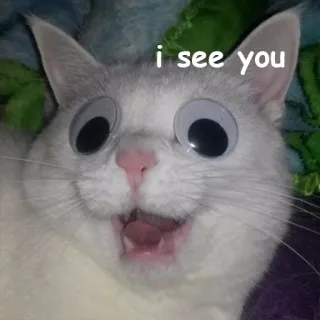 👀 i see you kot, wytrzeszczone oczy, słodki, śmieszny, zwierzę telegram sticker
