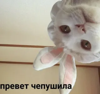 👋 привет чепушила Katze, Hase, beleidigend telegram sticker