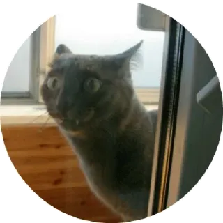 😔 chat, gris, animal, animal de compagnie, drôle, mème telegram sticker