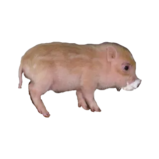 😋 porcelet, cochon, animal, mignon, ferme telegram sticker