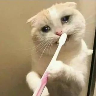 🐈 chat, pleurer, brosse à dents, triste, mème whatsapp sticker
