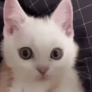 😾 고양이, 새끼 고양이, 흰 고양이, 귀여운, 동물, 애완동물 whatsapp sticker