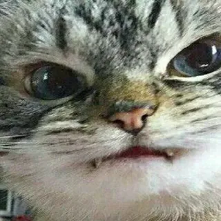 😠 kot, zwierzę, zwierzak, koci, słodki whatsapp sticker