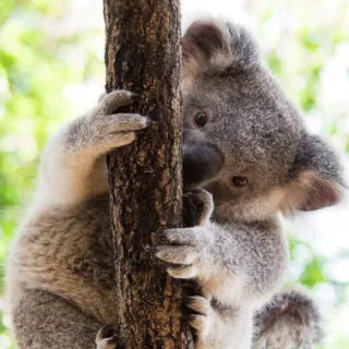 🐨 koala, australia, marsupial, animal, wildlife, cute, tree, nature telegram sticker