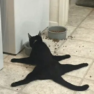 🌮 gato, gato preto, animal, animal de estimação, felino, gato doméstico, chão whatsapp sticker