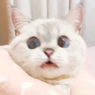 🧸 gatto, animale, carino, gatto bianco, animale domestico, animale domestico, gattino telegram sticker