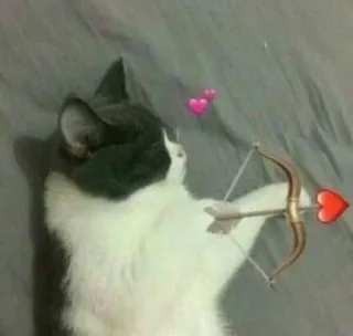 🍬 cat, bow and arrow, heart, valentine, love, animal whatsapp sticker