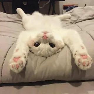 🐈 แมว, ลูกแมว, แมวขาว, น่ารัก, สัตว์, สัตว์เลี้ยง telegram sticker