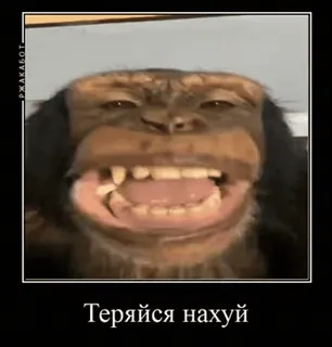 🙄 Теряйся нахуй monyet, kasar, menyinggung, binatang, meme, mengumpat telegram sticker