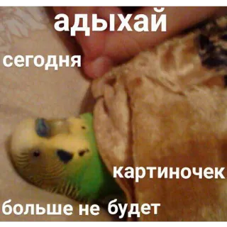 😴 адыхай
сегодня
картиночек
больше не будет ptak, papużka falista, rosyjski tekst, śmieszne, mem telegram sticker