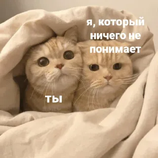🤨 я, который ничего не понимает 
 ТЫ gato, meme, engraçado, fofo, animais telegram sticker