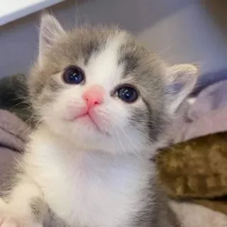 😂 子猫, 猫, 動物, 可愛い, ペット, 家畜 whatsapp sticker