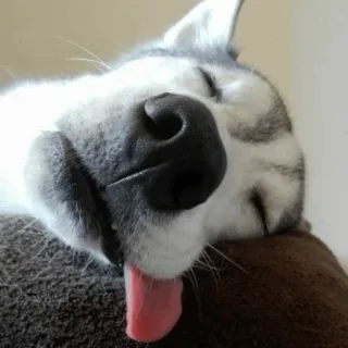 🐾 Hund, Husky, schlafend, Tier, Haustier, Zunge whatsapp sticker