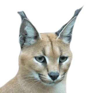 😞 каракал, кот, животное, дикая кошка, кошачий, мем telegram sticker
