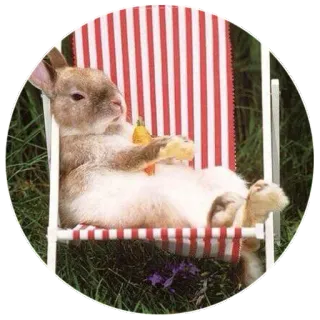 🌞 bunny, rabbit, relaxing, beach chair, cute, animal, vacation telegram sticker