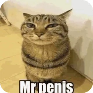 🌟 Mr penis Katze, Meme, Offensiv, Tier whatsapp sticker