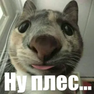 🥺 Ну плес... 고양이, 동물, 밈, 귀여운, 웃긴 telegram sticker