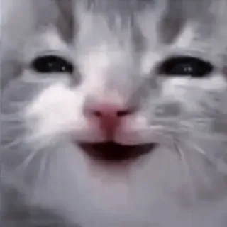 🐈‍⬛ Katze, Kätzchen, Tier, Meme, lustig, süß telegram sticker