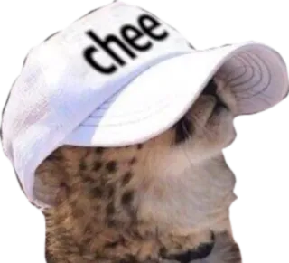 👒 chee cat, cheetah, hat, animal, cute whatsapp sticker