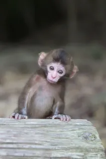 🐒 singe, animal, mignon, faune, bébé, primate telegram sticker