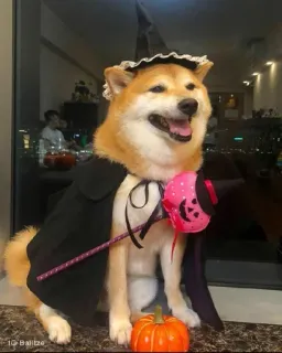 ❤️ dog, shiba inu, halloween, witch, costume, pumpkin, pet, animal telegram sticker