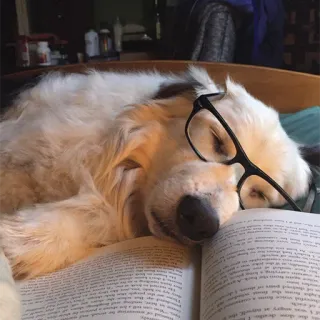 😴 chien, lunettes, livre, lecture, animal, mignon, intelligent telegram sticker