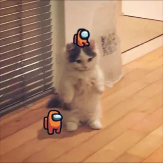 Cat by @JusttDream whatsapp stickers