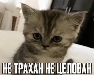 😔 НЕ ТРАХАН НЕ ЦЕЛОВАН gatto, triste, gattino, meme telegram sticker