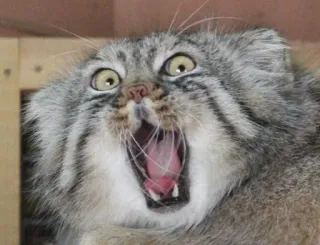 😯 animal, gato, lindo, felino, manul, gato de Pallas telegram sticker