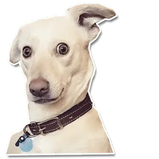 😨 dog, animal, pet, cute, funny whatsapp sticker