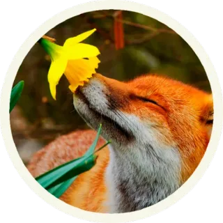 ☺️ vos, bloem, dier, natuur, wilde dieren, narcis, schattig telegram sticker