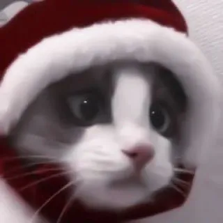 🐈 kot, kociak, święta, czapka, zwierzę, zwierzę domowe, słodki telegram sticker