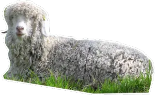 😞 animal, farm, goat, angora telegram sticker