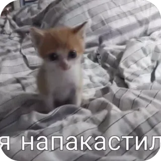 Больше стиков тут: @stikery4 telegram stickers
