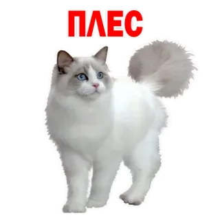 😉 ПЛЕС gato, animal, gato branco, animal de estimação, fofo whatsapp sticker