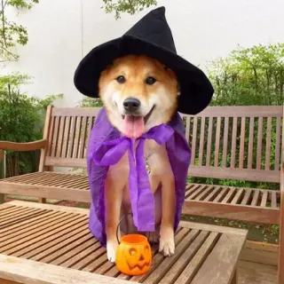 🎃 Hund, Halloween, Hexe, Kostüm, Shiba Inu, Haustier, Tier telegram sticker