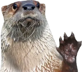 👋 wydra, zwierzę, ssak, uroczy, dzika przyroda telegram sticker