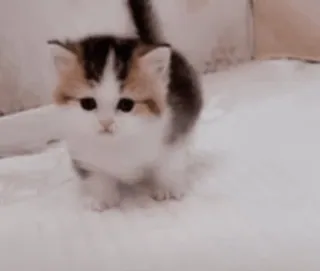 🌟 cat, kitten, cute, animal, pet whatsapp sticker