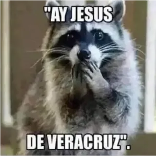 😱 "AY JESUS DE VERACRUZ". Waschbär, lustig, Tier, Meme, überrascht telegram sticker