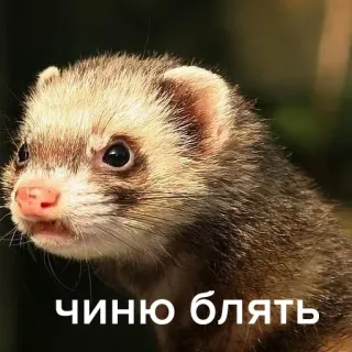 🖕 чиню блять хорёк, животное, милый, млекопитающее, питомец, смешной telegram sticker